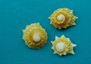Long Spined Star Shell Long Spined Star Shell