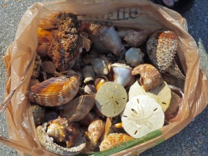 Mike's shells in a bag Mike's shells in a bag