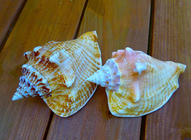 Milk Conch