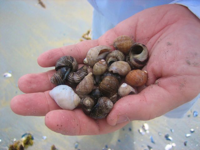 Nova Scotia shells