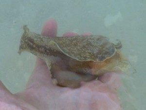 Nudibranch sea hare Nudibranch sea hare