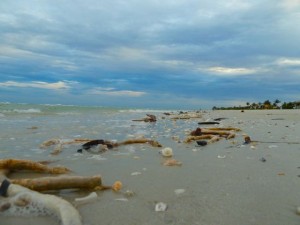 Parchment worms on the beach