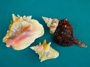 Queen conch, juvenile queen, horse conch Queen conch, juvenile queen, horse conch