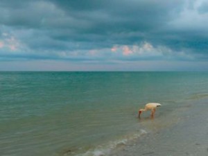 Sanibel Ibis at dusk