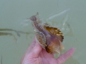 Sanibel sea hare Sanibel sea hare