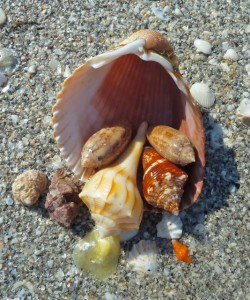 Sanibel seashells in cockle Sanibel seashells in cockle