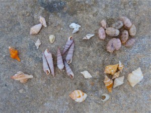 Sanibel seashells on a rock Sanibel seashells on a rock