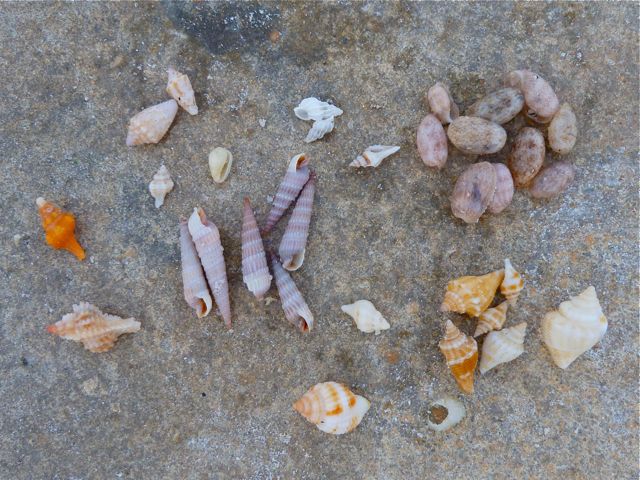 Sanibel seashells on a rock