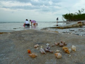 Sanibel shell scene Sanibel shell scene