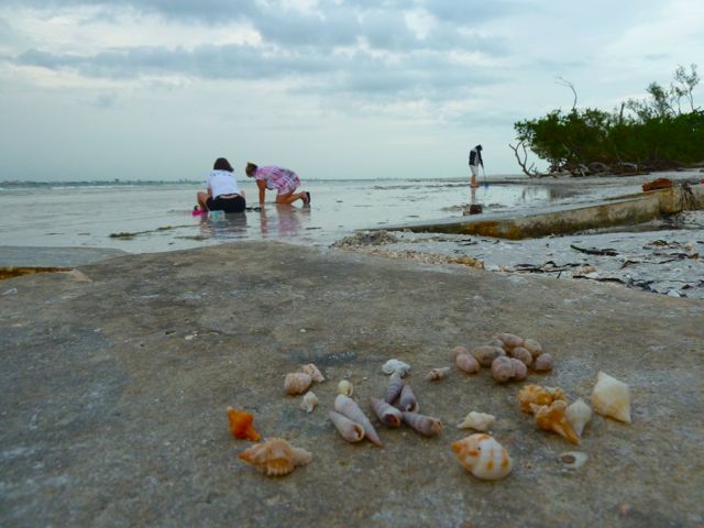 Sanibel shell scene