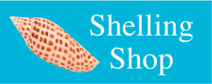Shelling shop junonia Shelling shop junonia