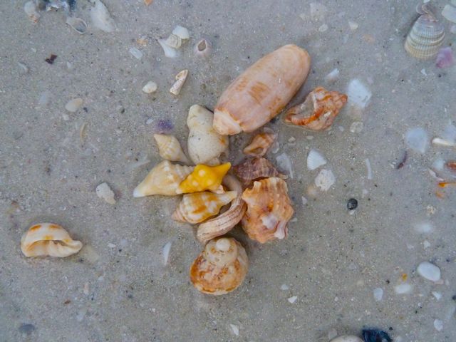 Shells on Sanibel beach