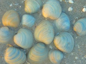 Southern Quahogs Southern Quahogs