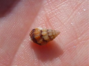 Striate Nassa Striate Nassa