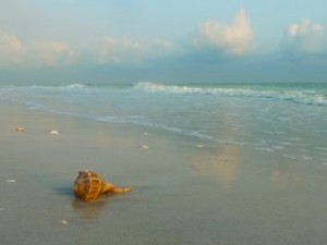 Whelk in sand Whelk in sand