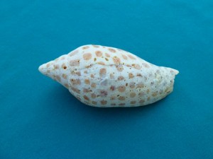 Worn Junonia Worn Junonia