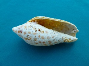 Worn Junonia Aperture Worn Junonia Aperture
