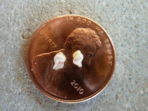 baby conchs on penny baby conchs on penny