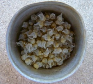baby horse conchs from egg casing baby horse conchs from egg casing
