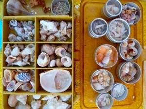circles and squares of shells circles and squares of shells