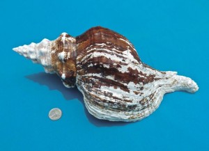 conch shell with dime conch shell with dime
