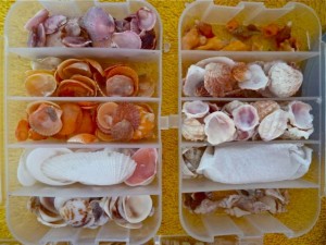 organized seashells organized seashells