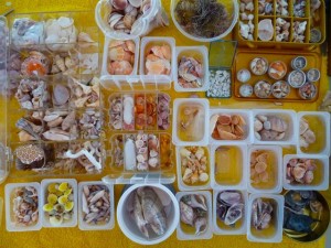 organizing seashells organizing seashells