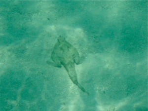 shortnose batfish shortnose batfish