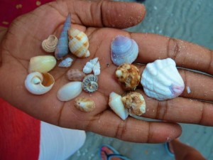 small seashells small seashells