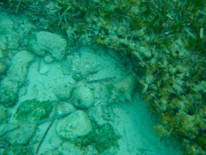 snorkeling for seashells snorkeling for seashells