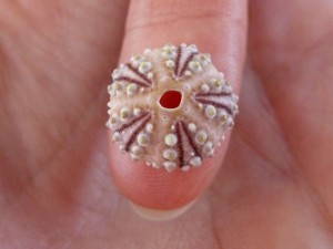 tiny sea urchin on finger tiny sea urchin on finger