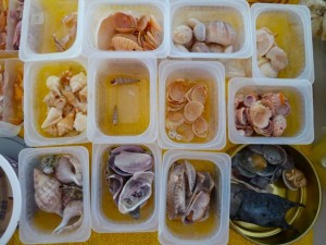 tubs of seashells tubs of seashells