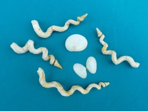 worm shells, babys ear, rose tellin worm shells, babys ear, rose tellin