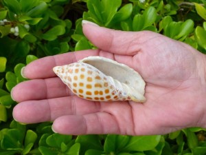 Carla junonia aperture