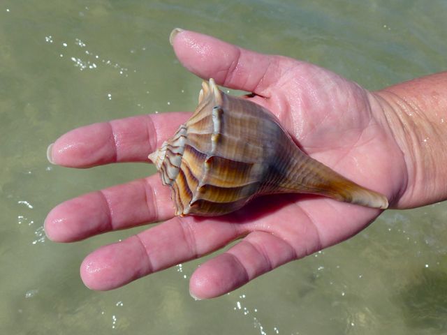 Lightning Whelk Shell