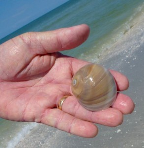 Dick's shark's eye