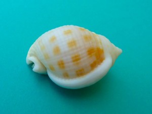 Freak Scotch Bonnet