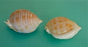Freak difference in sb shells
