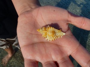 Jeff lace murex sanibel