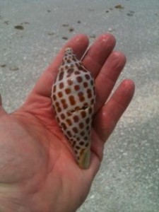 Junonia at Sundial Junonia at Sundial