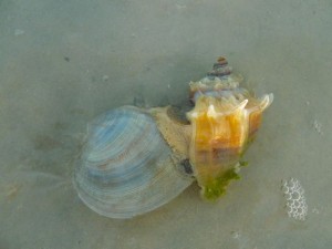 Kings crown eats southern quahog Kings crown eats southern quahog