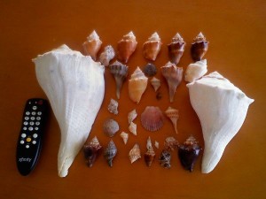 Lifes A Beach shells