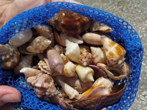 Lisa Sanibel six seashells