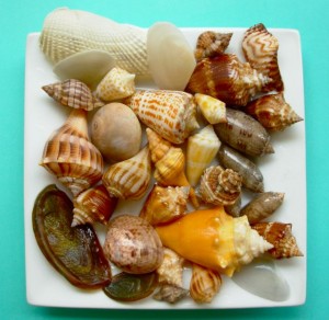 Plate stuffed with shells Plate stuffed with shells