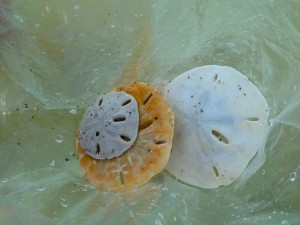 Sanibel sand dollars