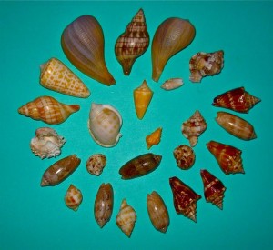 Sanibel shells BP july Sanibel shells BP july