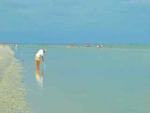 Sanibel stooper Sanibel stooper