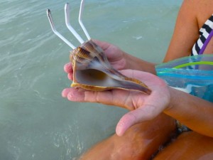 Sheri lightning whelk Sheri lightning whelk
