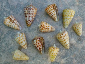 Wendy Alphabet cones Sanibel 7