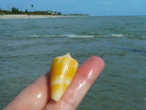 cone shell sanibel